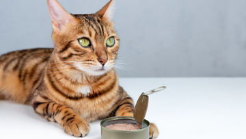 Bengal Cat Diet