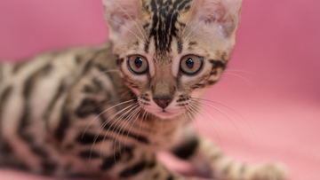 27 Facts About Bengal