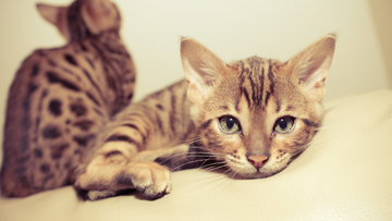 Tica Bengal Standard