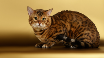 Bengal Shed