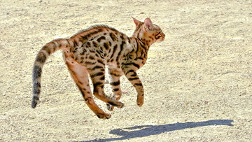 The Foundation Cat