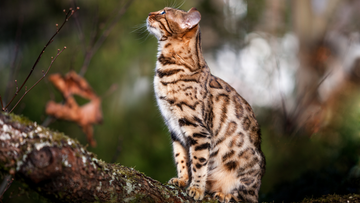 Bengal Bite