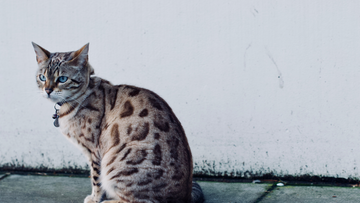 Bengal & Water