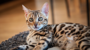 Feline immunodeficiency virus (FIV)