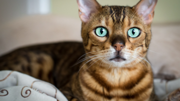 Spay/Neuter Your Pet